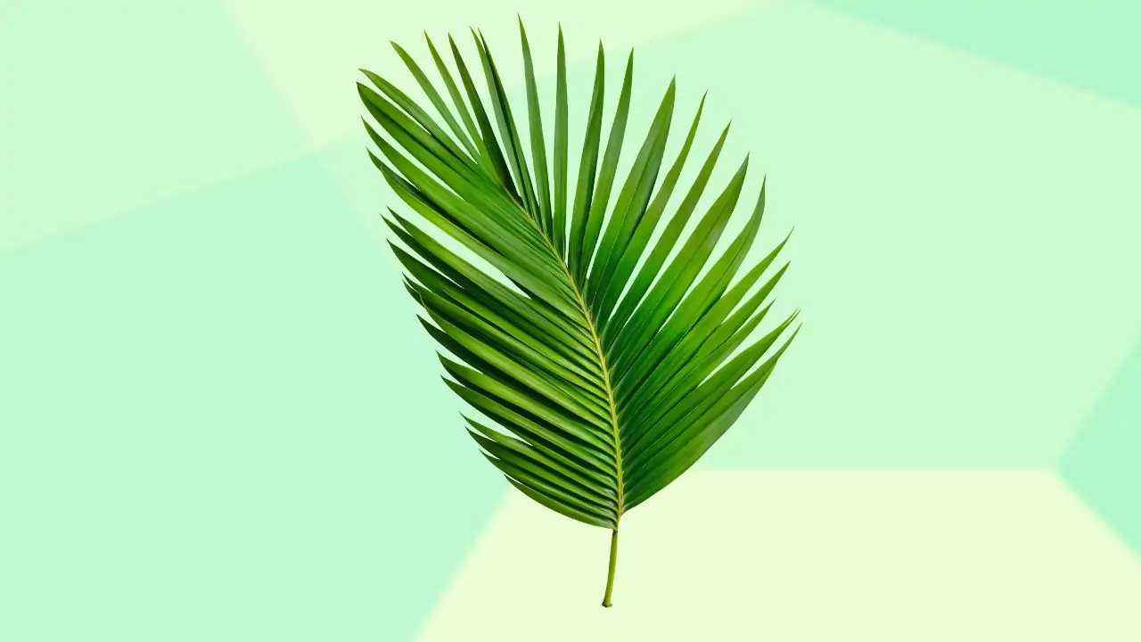Tree leaves png